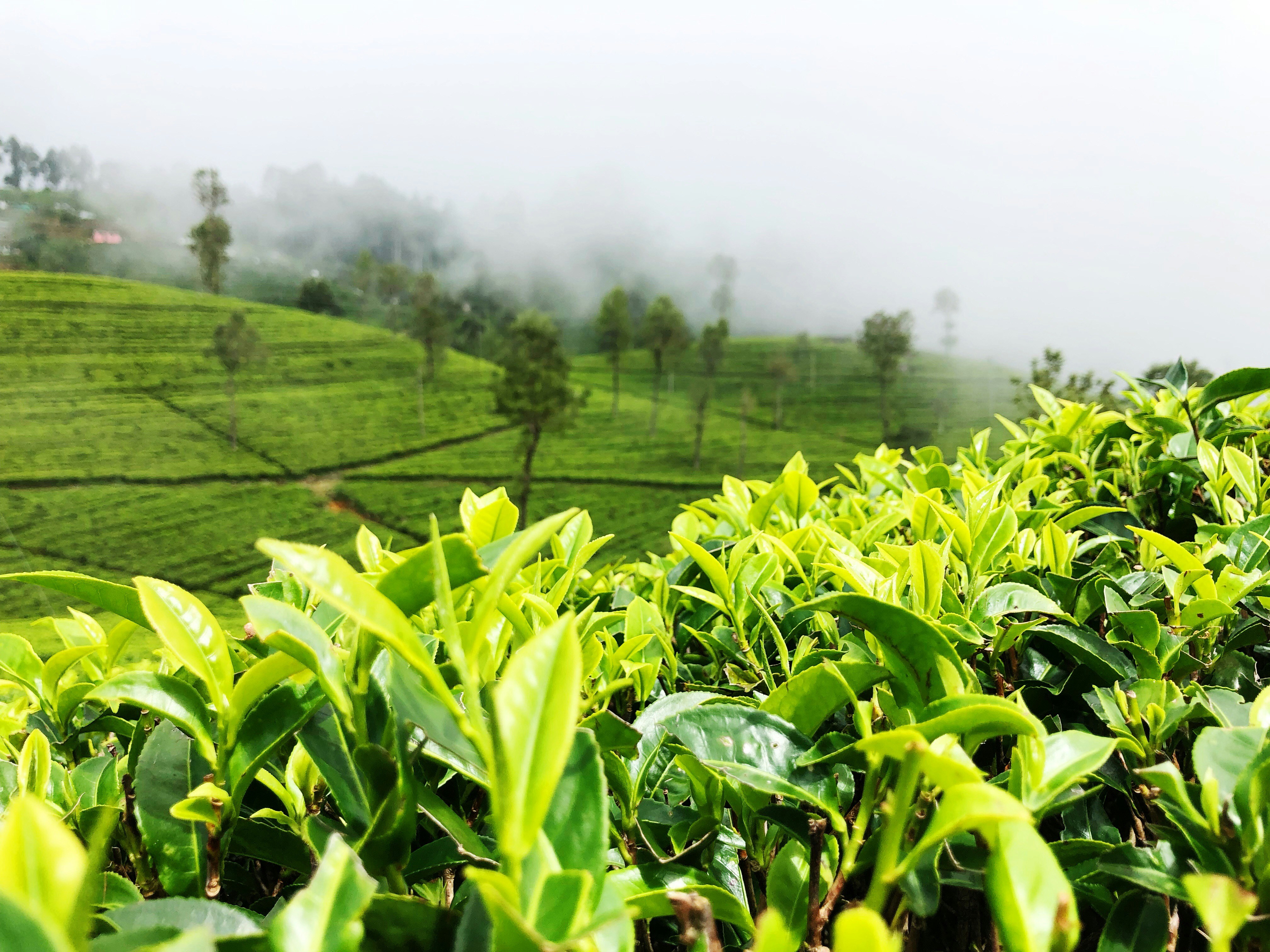 Ceylon tea plantation at 6,000 ft altitude in Sri Lanka highlands